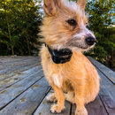 Backyard Atti (786291)