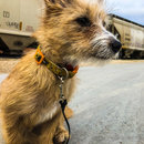 Christmas in Houston (786154)