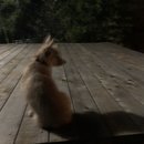 Backyard Atti (786371)