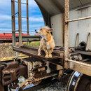 Christmas in Houston (786373)