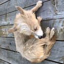 Backyard Atti (786515)