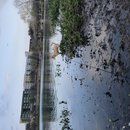 Atti Hunting Ducks at Mueller (786439)