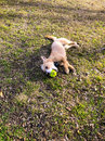 Atti Playing with a Tennis Ball (786508)