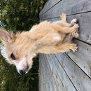 Backyard Atti (786410)