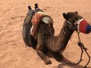 Wadi Rum Desert Tour (786825)