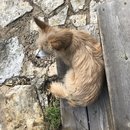 Featuring, Atti! (786837)