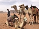 Wadi Rum Desert Tour (786933)