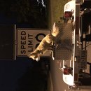 Featuring, Atti! (787236)