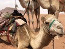 Wadi Rum Desert Tour (787064)