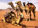 Wadi Rum Desert Tour