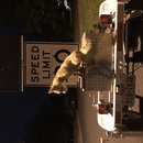 Featuring, Atti! (787248)