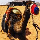 Wadi Rum Desert Tour (787049)