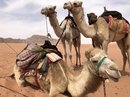 Wadi Rum Desert Tour (787426)