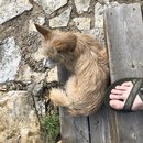 Featuring, Atti! (787517)