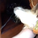 Featuring, Atti! (787404)