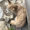 Featuring, Atti! (787315)