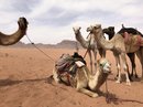 Wadi Rum Desert Tour (787770)