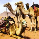 Wadi Rum Desert Tour (787777)