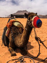 Wadi Rum Desert Tour (787764)