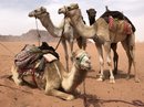 Wadi Rum Desert Tour (788132)