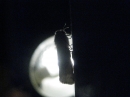 Moth Photo Shoot (17648)