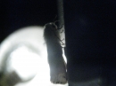 Moth Photo Shoot (17682)