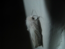 Moth Photo Shoot (17689)