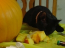 Pumpkin Carving 2005 (18113)