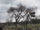 2008 Austin Kite Festival (19450)