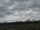 2008 Austin Kite Festival (19443)