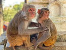 Swayambhunath Monkey Temple in Kathmandu (972571)