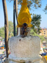 Swayambhunath Monkey Temple in Kathmandu (972974)