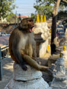 Swayambhunath Monkey Temple in Kathmandu (972872)