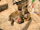 Swayambhunath Monkey Temple in Kathmandu (973051)