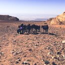 Donkey Riding to Jabal Haroun (993667)