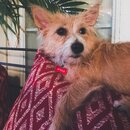 Abbi, Anne, and Atti (994416)