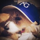Atti Modeling a Royals Cap (995348)