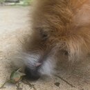 Atti and a Lizard (996060)