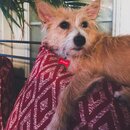 Abbi, Anne, and Atti (995775)