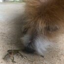 Atti and a Lizard (995589)