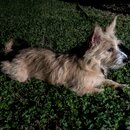 Atticus Finch! (995368)