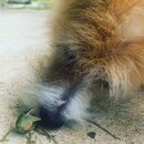 Atti and a Lizard (997501)