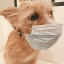 Atti Says Wear a Mask (1000733)