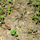 My Insect Collection (999716)