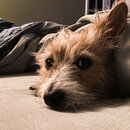 Wan Shan Summer Visit (1000607)