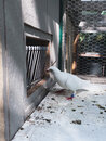 Bill's Pigeon Coop (1000780)
