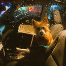 House Prepping for Wan Shan (1001710)