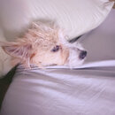 Atticus Finch! (1009685)