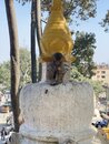 Swayambhunath Monkey Temple in Kathmandu (976891)