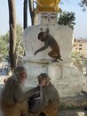 Swayambhunath Monkey Temple in Kathmandu (976918)